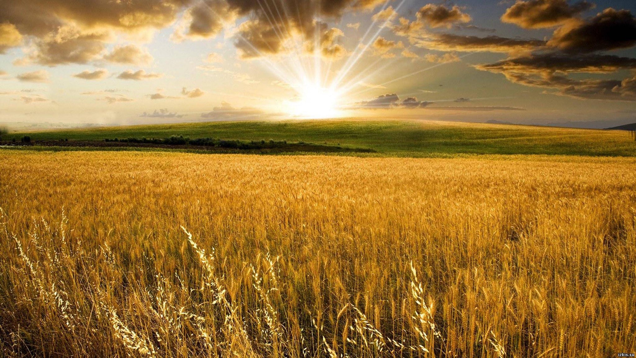 Wallpaper Wheat field, image size:2048x1152